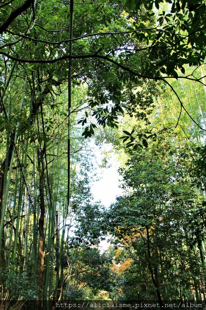 【京都 | 嵐山 】竹林之道（竹林隧道）：電影《藝伎回憶錄》裡，詩意的美學散策道，串連嵐山嵯峨的美麗寺院
