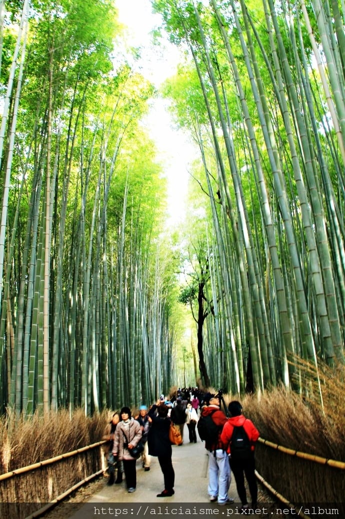 【京都 | 嵐山 】竹林之道（竹林隧道）：電影《藝伎回憶錄》裡，詩意的美學散策道，串連嵐山嵯峨的美麗寺院