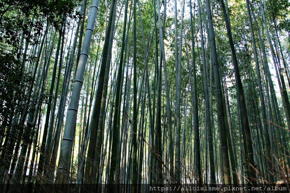 【京都 | 嵐山 】竹林之道（竹林隧道）：電影《藝伎回憶錄》裡，詩意的美學散策道，串連嵐山嵯峨的美麗寺院