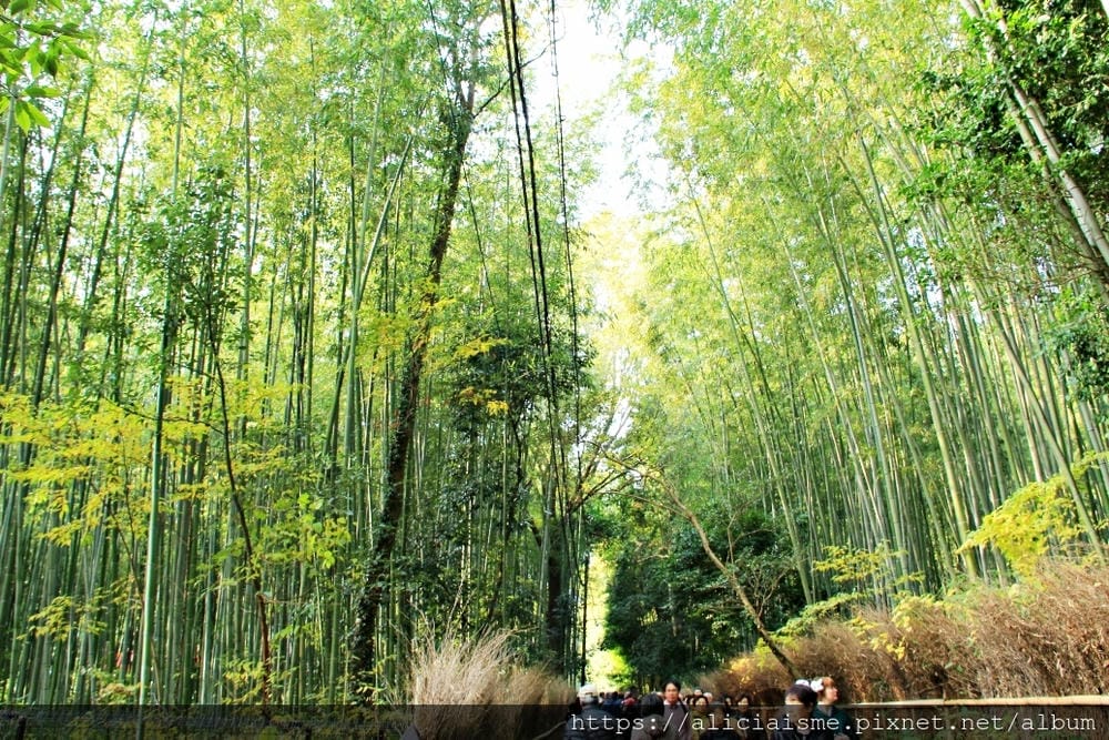 【京都 | 嵐山 】竹林之道（竹林隧道）：電影《藝伎回憶錄》裡，詩意的美學散策道，串連嵐山嵯峨的美麗寺院