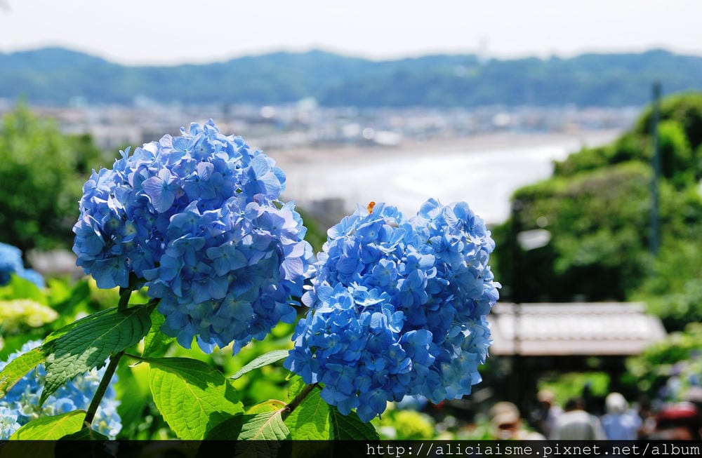 DSC_0074.jpg