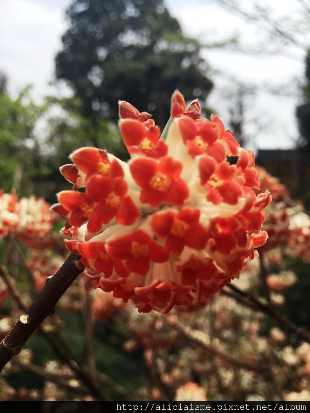 S__39682102.jpg