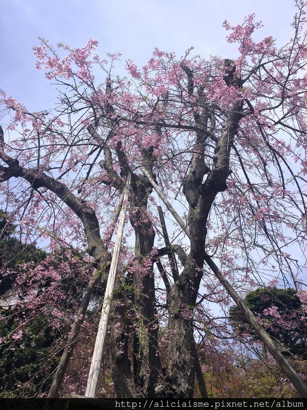 S__39682085.jpg