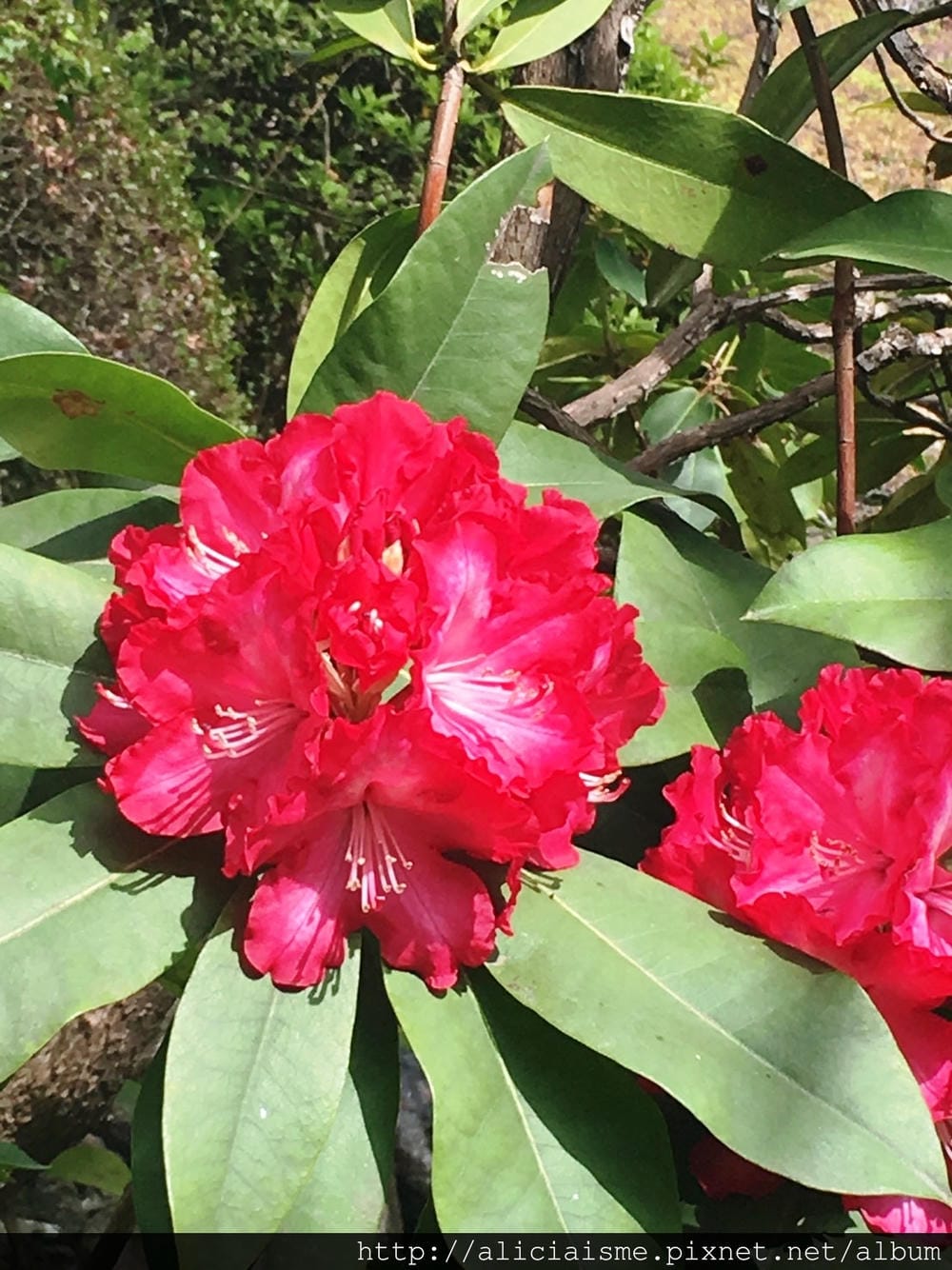 S__39682100.jpg
