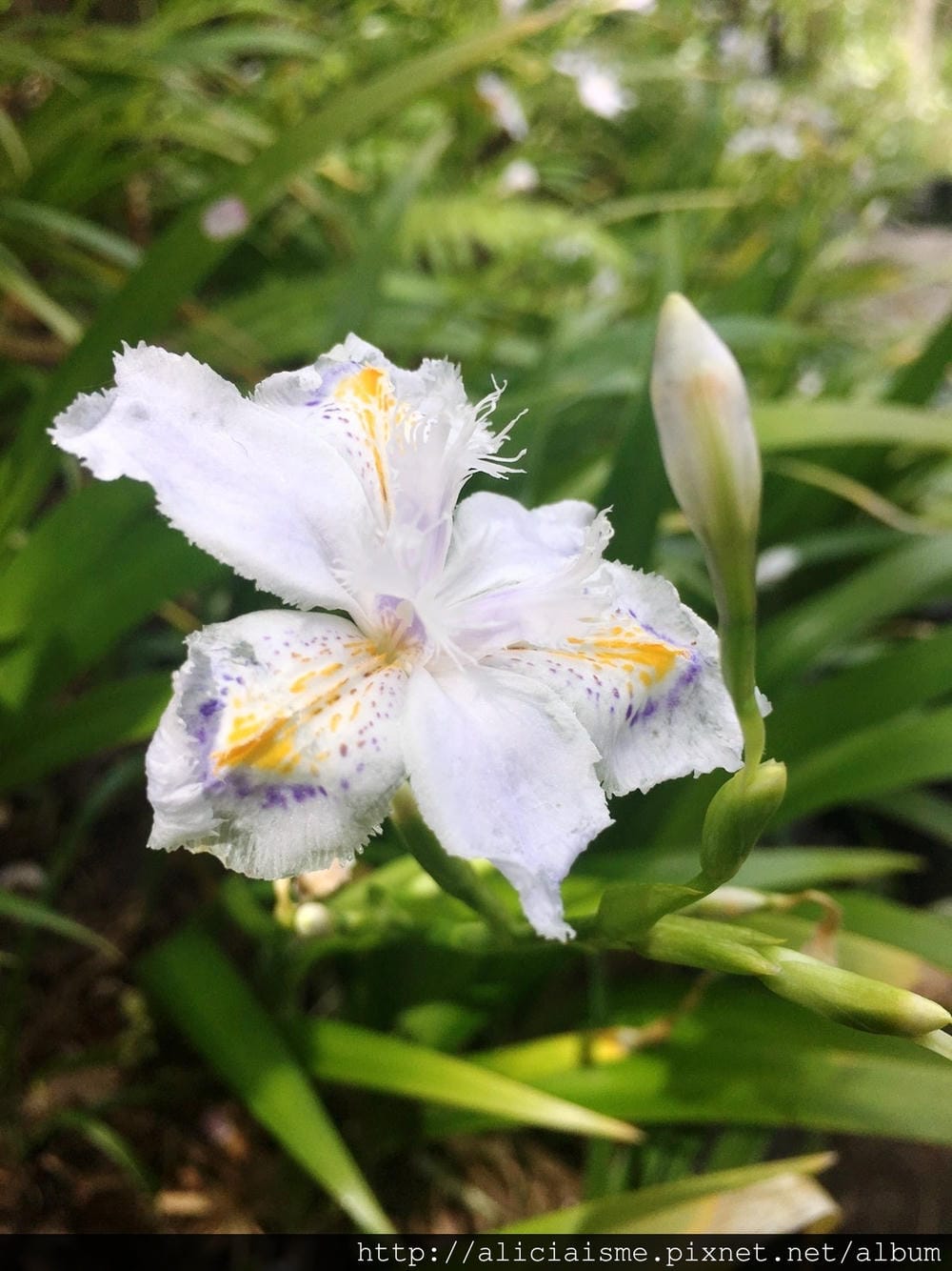 S__39682095.jpg