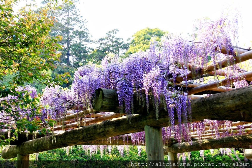 【茨城縣　水戶】偕樂園：日本三大名園、水彩畫作裡的梅之園、四季繽紛花之公園