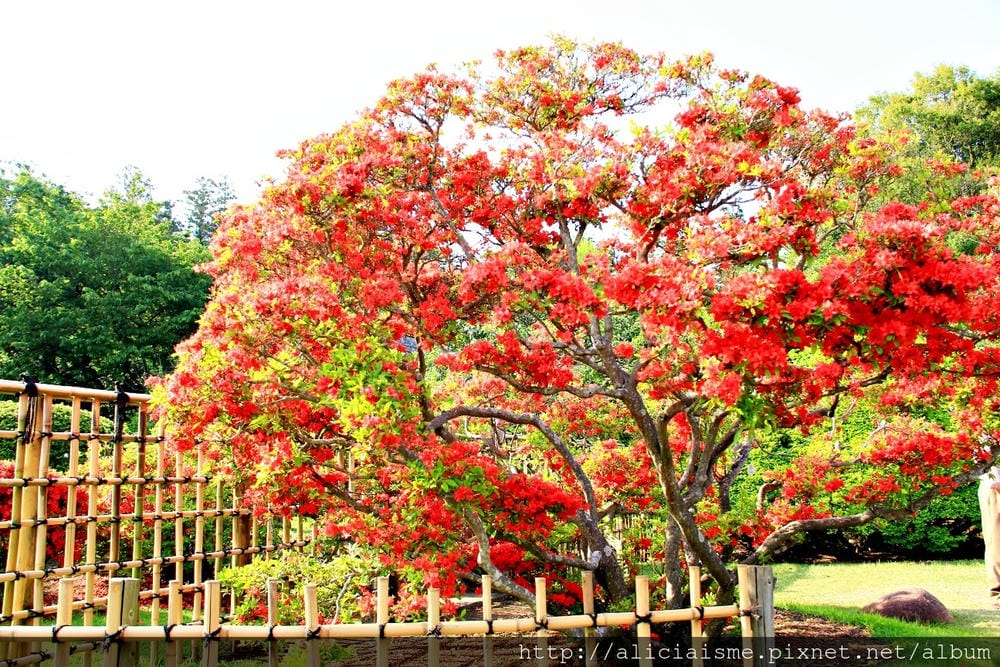 【茨城縣　水戶】偕樂園：日本三大名園、水彩畫作裡的梅之園、四季繽紛花之公園