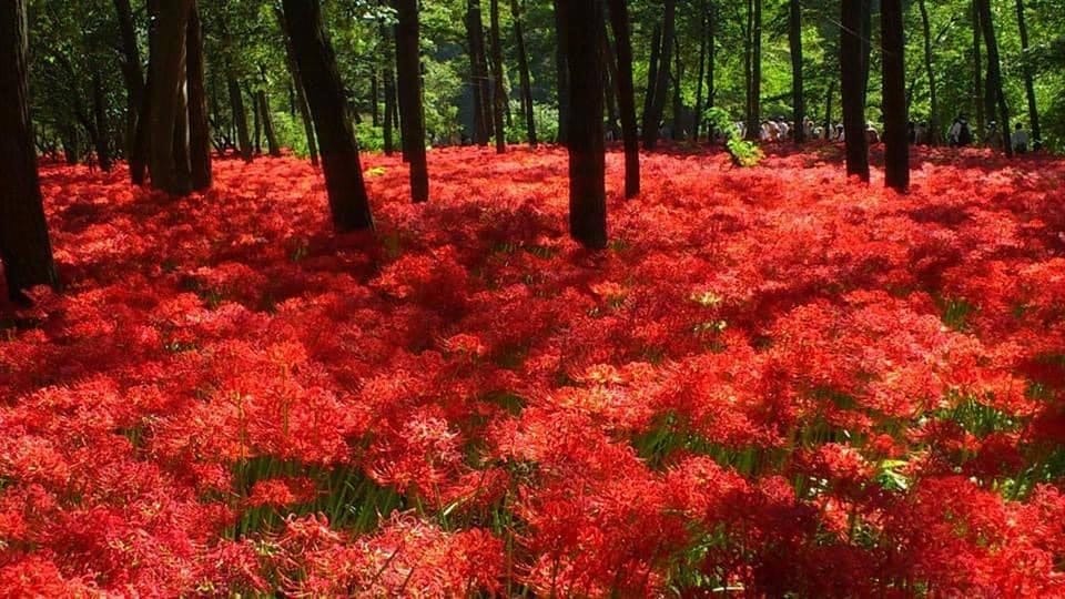 【日本節日】9月23日 秋分節~彼岸花開時的悲傷回憶 【日本節日】9月23日 秋分節~彼岸花開時的悲傷回憶