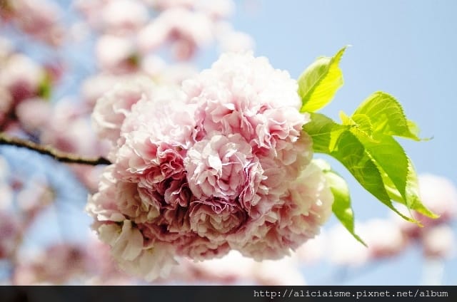 八重桜