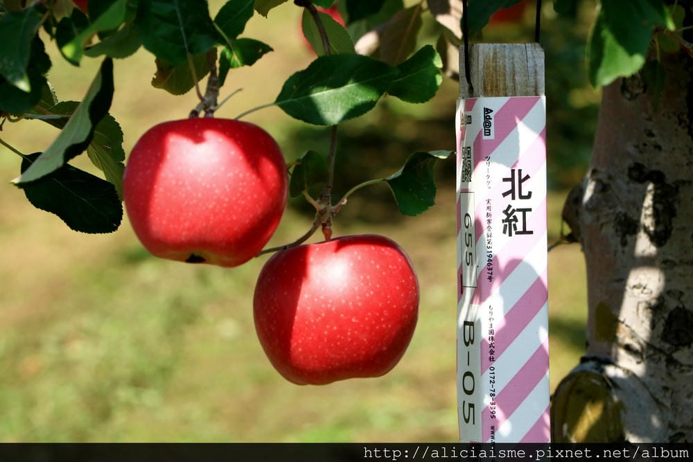【青森縣】弘前市蘋果公園＆〈KIMORI〉蘋果發泡酒的工房：