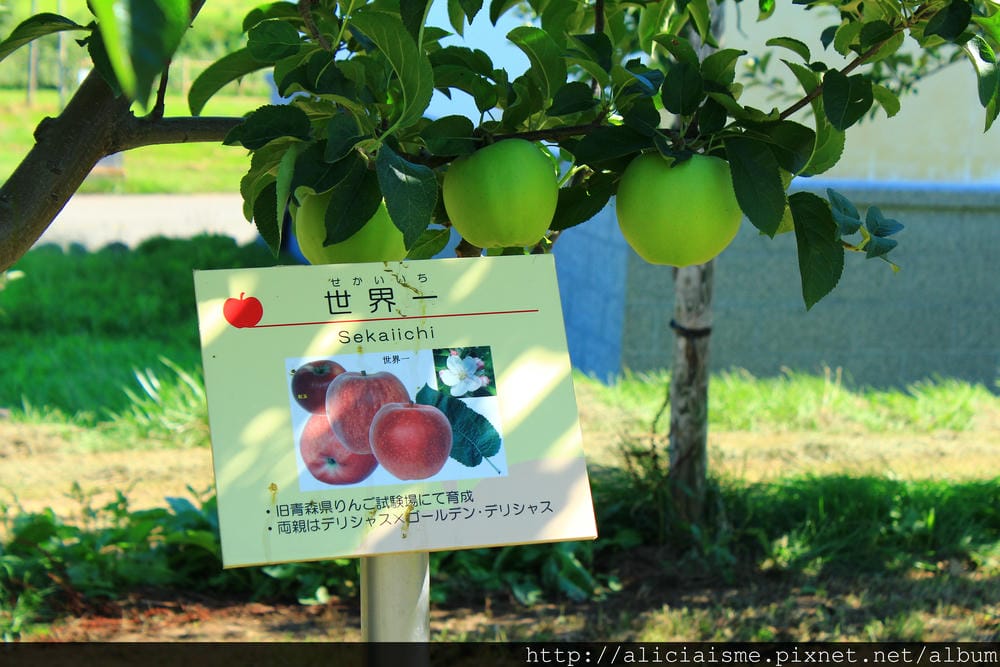 【青森縣】弘前市蘋果公園＆〈KIMORI〉蘋果發泡酒的工房：