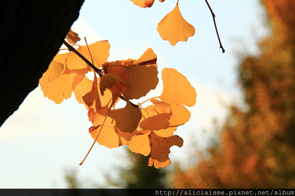 IMG_6451 IMG_6451
