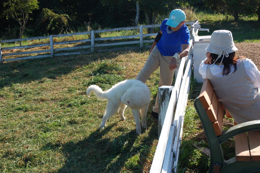 DOG RUN (2).JPG DOG RUN (2).JPG