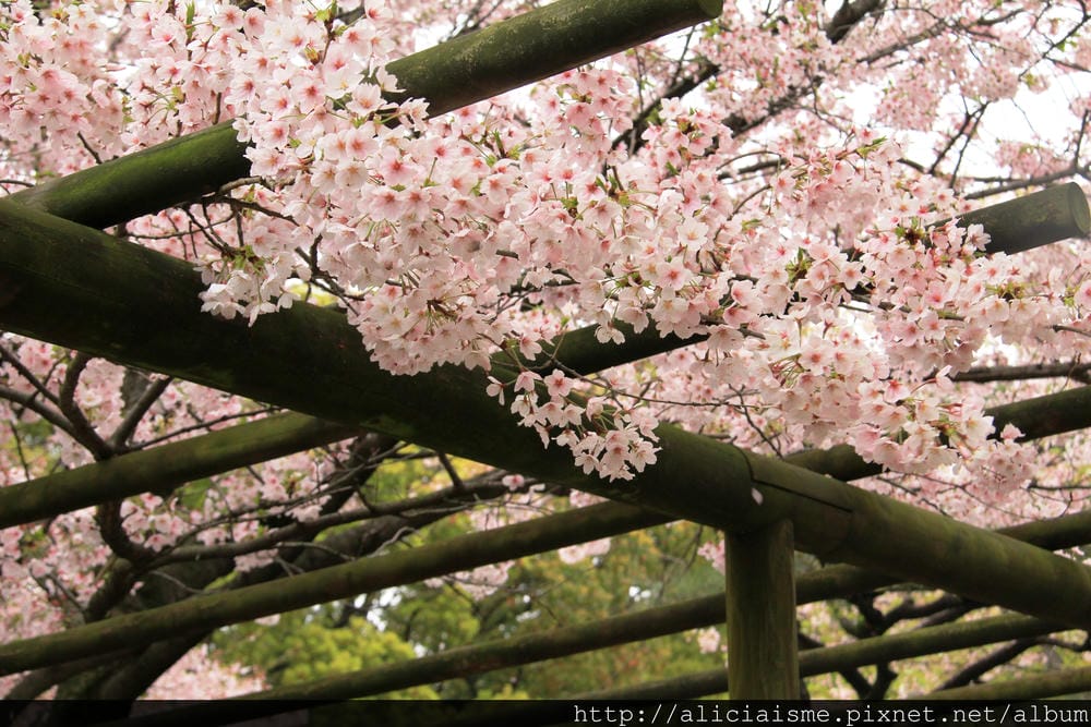 【福岡】參拜勝利之神「筥崎宮」、神苑花庭園,再來對街古民家享 【福岡】參拜勝利之神「筥崎宮」、神苑花庭園,再來對街古民家享