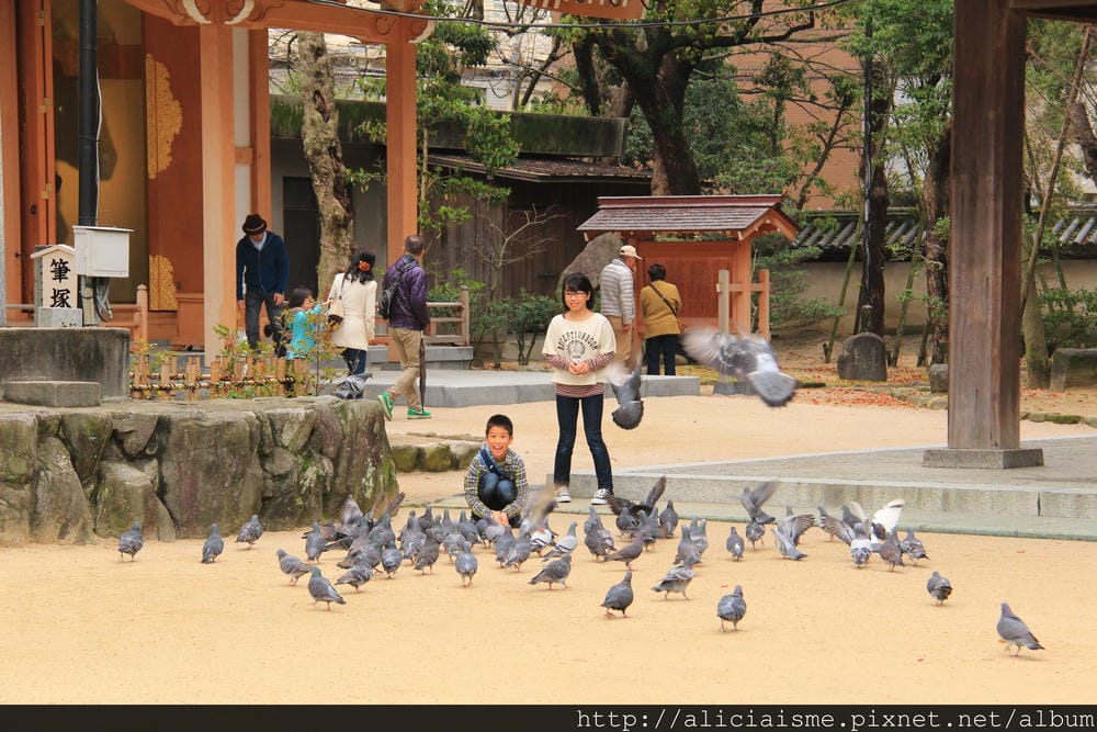 【福岡】參拜勝利之神「筥崎宮」、神苑花庭園,再來對街古民家享 【福岡】參拜勝利之神「筥崎宮」、神苑花庭園,再來對街古民家享
