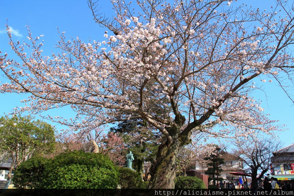 【山口縣】三大名橋、奇橋~錦帶橋及吉香公園