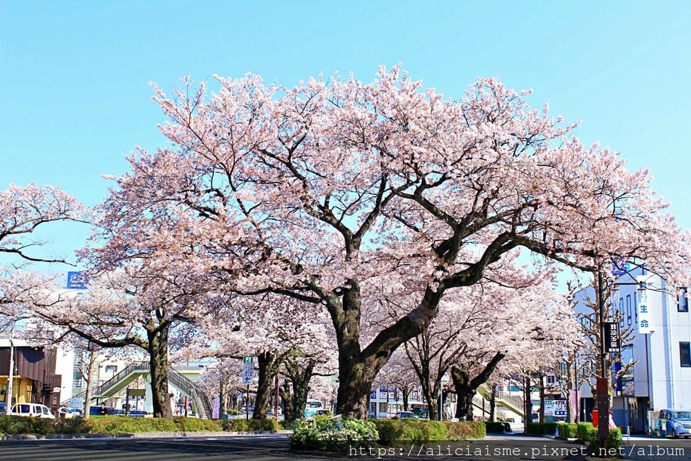 【茨城縣】日立市平和通~愛在櫻花紛飛時,整個城市只剩粉櫻色與海水藍