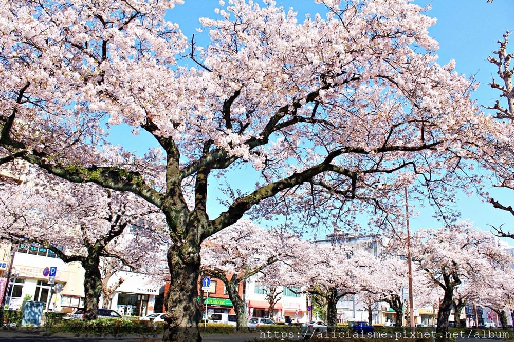 【茨城縣】日立市平和通~愛在櫻花紛飛時,整個城市只剩粉櫻色與海水藍