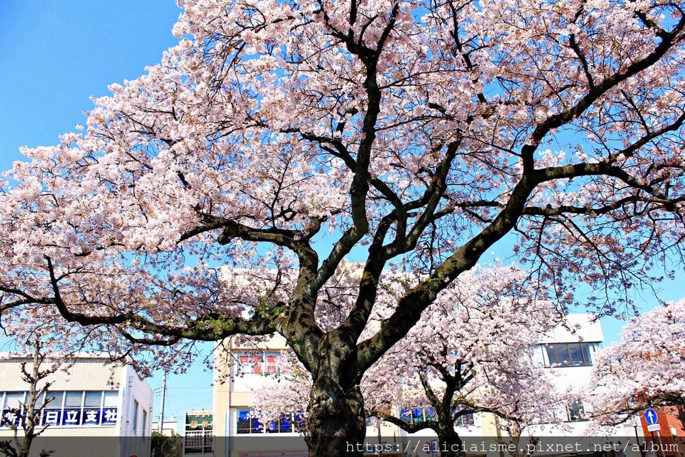 【茨城縣】日立市平和通~愛在櫻花紛飛時,整個城市只剩粉櫻色與海水藍