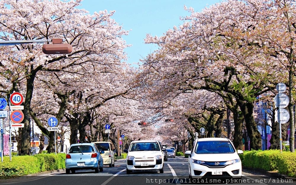 【茨城縣】日立市平和通~愛在櫻花紛飛時,整個城市只剩粉櫻色與海水藍