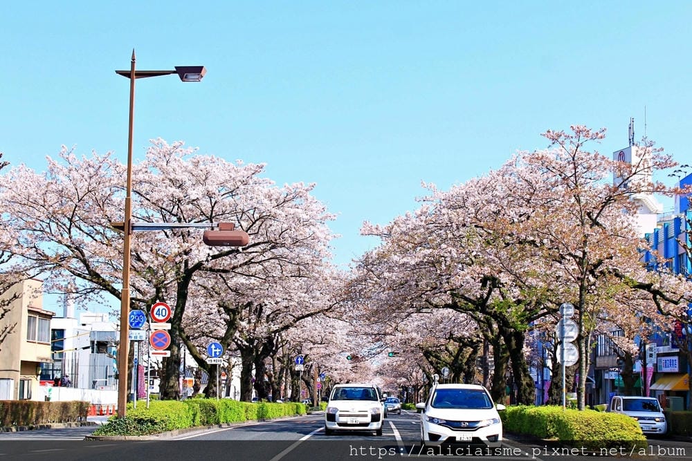 【茨城縣】日立市平和通~愛在櫻花紛飛時,整個城市只剩粉櫻色與海水藍