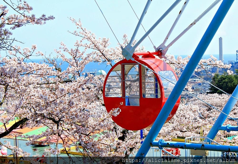 【茨城縣】日立市神峰公園~漂浮在太平洋上的櫻花