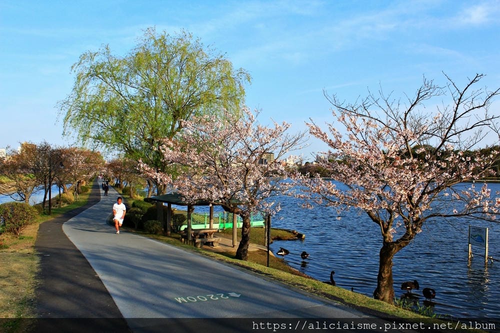 【茨城縣 水戶市】千波湖與櫻川:沿著櫻花川道串起的日本最大級偕樂園公園