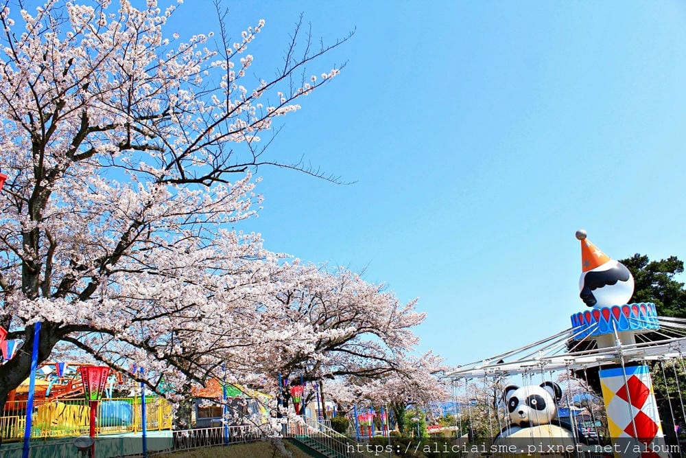 【茨城縣】日立市神峰公園~漂浮在太平洋上的櫻花