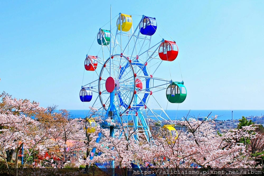 【茨城縣】日立市神峰公園~漂浮在太平洋上的櫻花