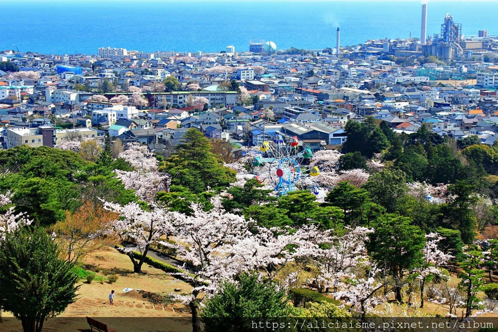 【茨城縣】日立市神峰公園~漂浮在太平洋上的櫻花
