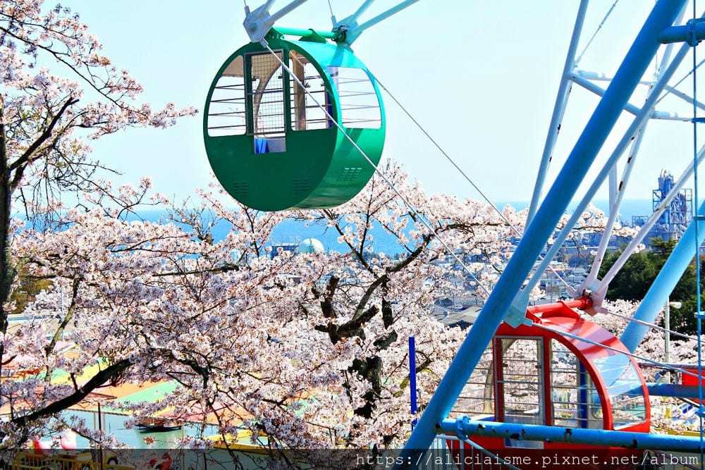 【茨城縣】日立市神峰公園~漂浮在太平洋上的櫻花