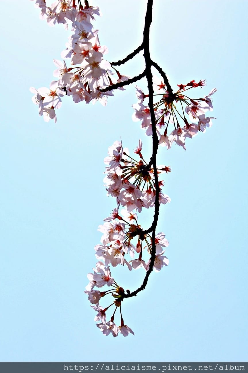 【茨城縣】日立市神峰公園~漂浮在太平洋上的櫻花