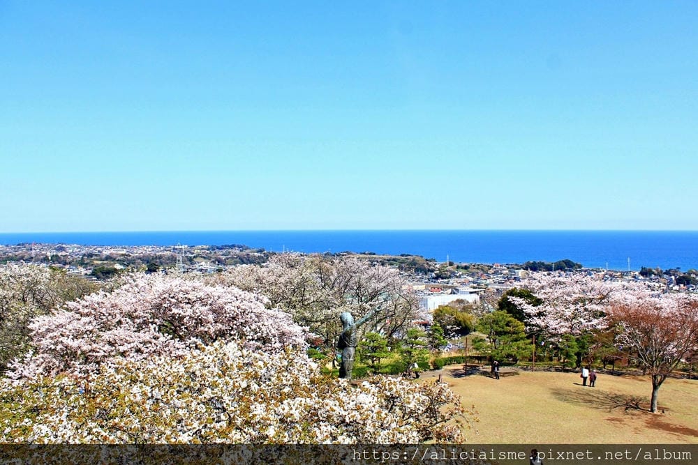 【茨城縣】日立市神峰公園~漂浮在太平洋上的櫻花