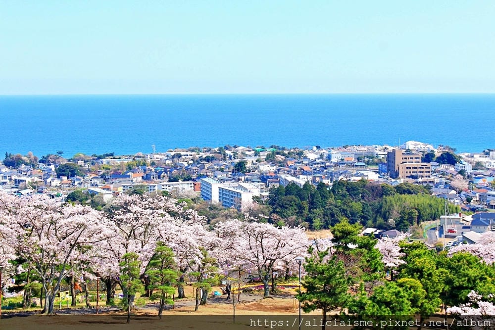 【茨城縣】日立市神峰公園~漂浮在太平洋上的櫻花