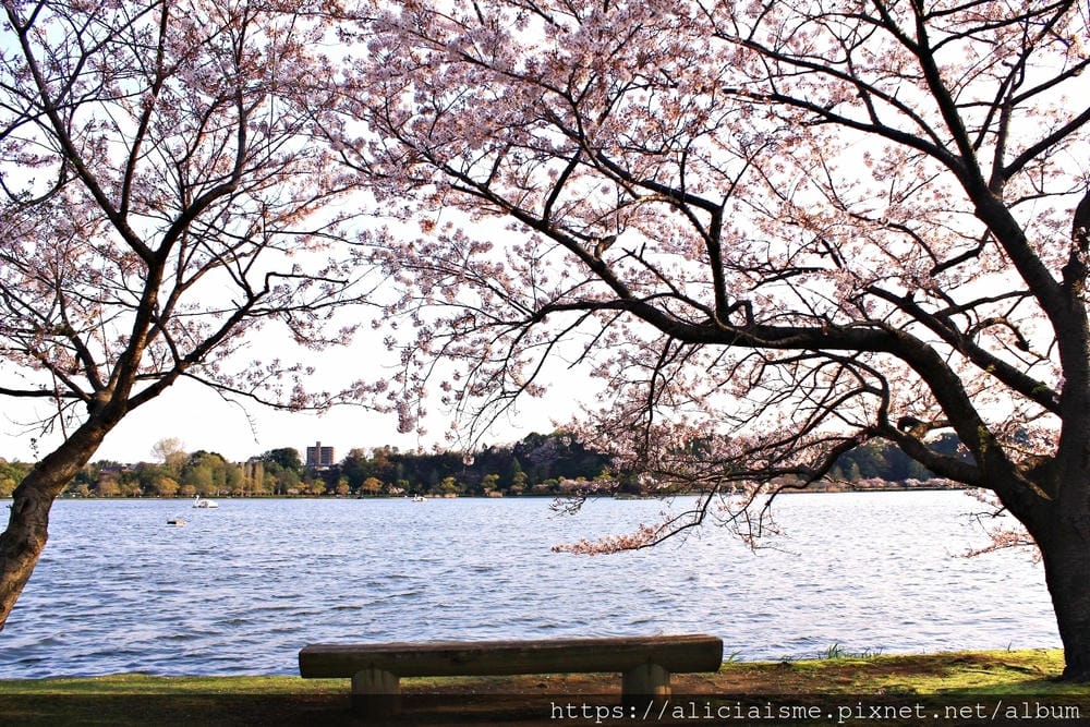 【茨城縣 水戶市】千波湖與櫻川:沿著櫻花川道串起的日本最大級偕樂園公園