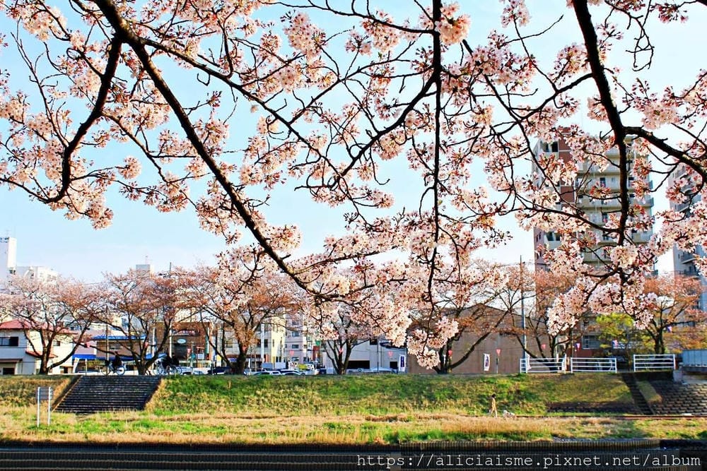 【茨城縣 水戶市】千波湖與櫻川:沿著櫻花川道串起的日本最大級偕樂園公園