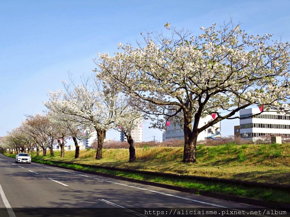 【茨城縣 水戶市】千波湖與櫻川:沿著櫻花川道串起的日本最大級偕樂園公園