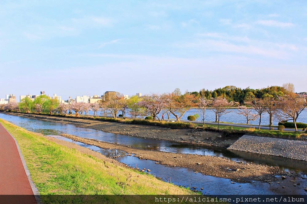 【茨城縣 水戶市】千波湖與櫻川:沿著櫻花川道串起的日本最大級偕樂園公園