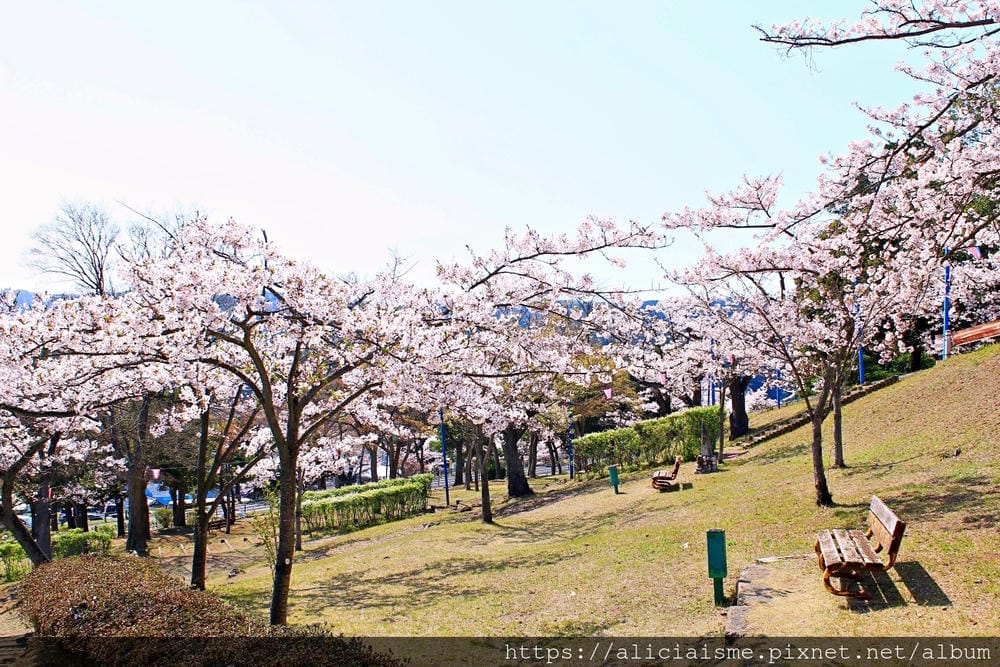 【茨城縣】日立市神峰公園~漂浮在太平洋上的櫻花