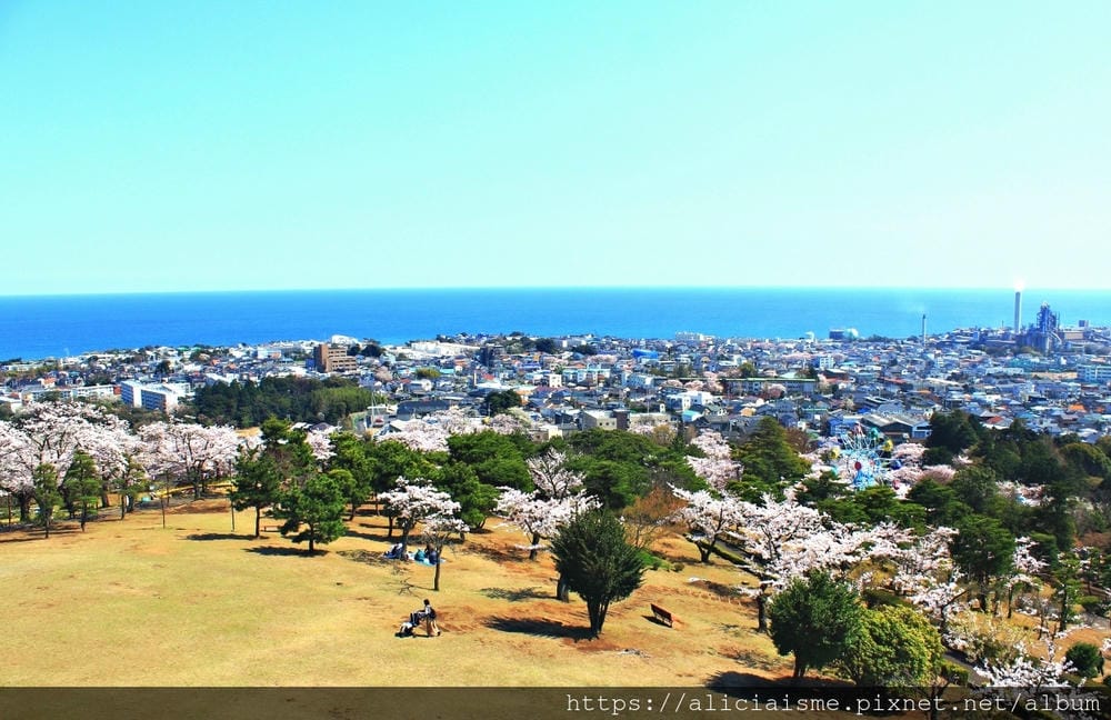 【茨城縣】日立市神峰公園~漂浮在太平洋上的櫻花