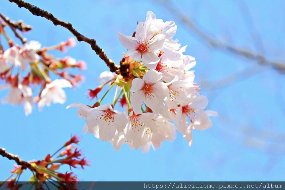 【茨城縣】日立市神峰公園~漂浮在太平洋上的櫻花