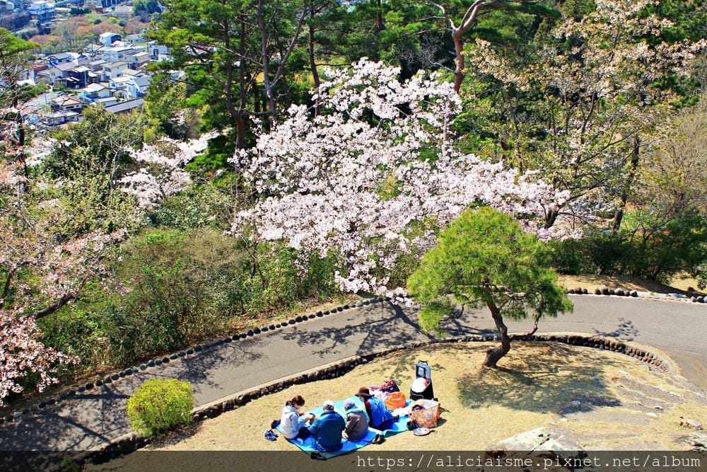 【茨城縣】日立市神峰公園~漂浮在太平洋上的櫻花