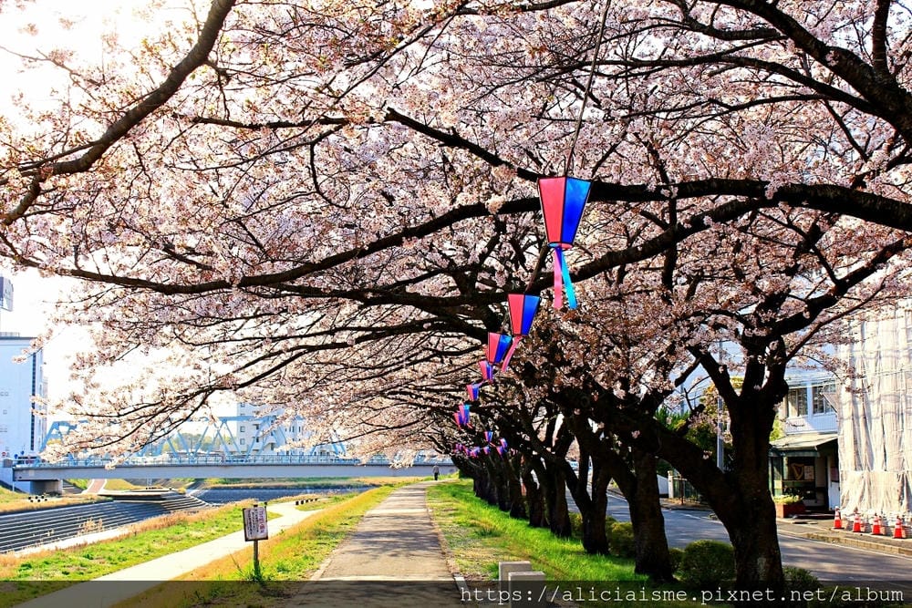 【茨城縣 水戶市】千波湖與櫻川:沿著櫻花川道串起的日本最大級偕樂園公園