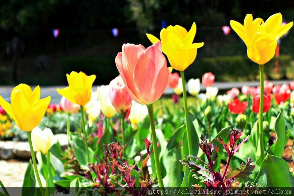 【茨城縣】日立市神峰公園~漂浮在太平洋上的櫻花