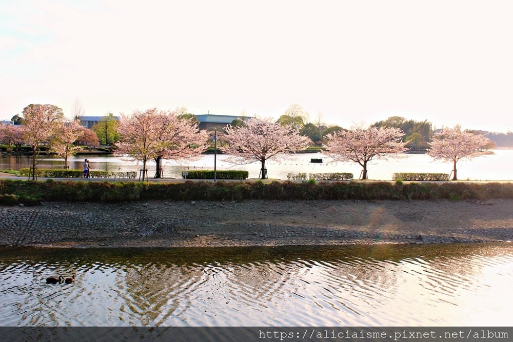 【茨城縣 水戶市】千波湖與櫻川:沿著櫻花川道串起的日本最大級偕樂園公園