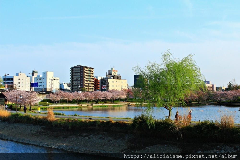 【茨城縣 水戶市】千波湖與櫻川:沿著櫻花川道串起的日本最大級偕樂園公園