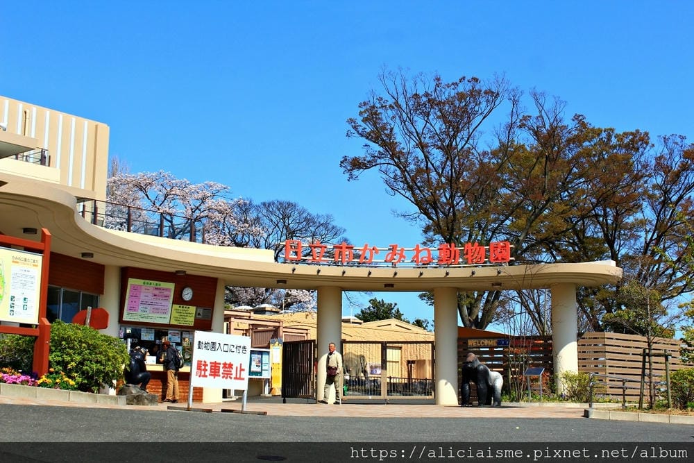 【茨城縣】日立市神峰公園~漂浮在太平洋上的櫻花