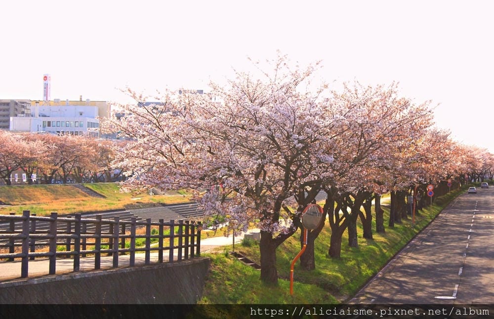 【茨城縣 水戶市】千波湖與櫻川:沿著櫻花川道串起的日本最大級偕樂園公園