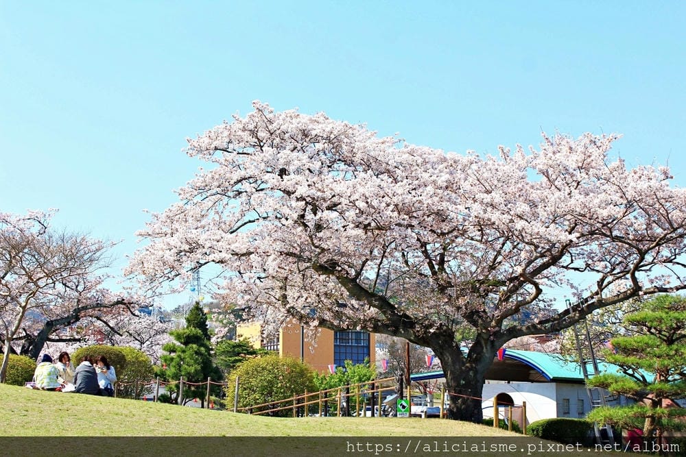 【茨城縣】日立市神峰公園~漂浮在太平洋上的櫻花
