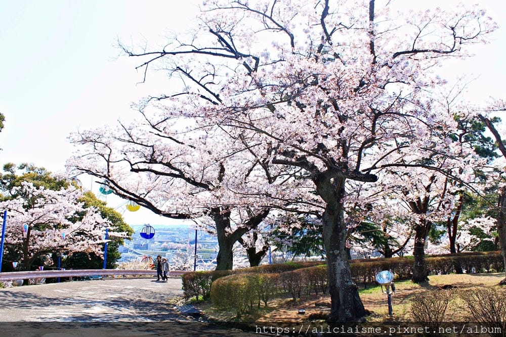 【茨城縣】日立市神峰公園~漂浮在太平洋上的櫻花